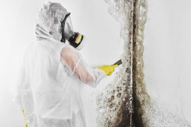 Best Same-Day Mold Removal  in The Hills, TX