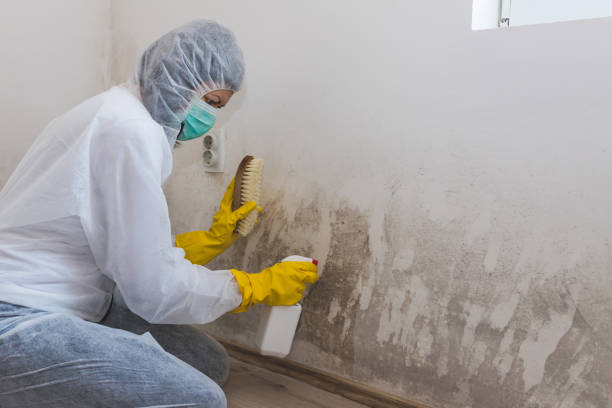 Best Crawl Space Mold Removal  in The Hills, TX