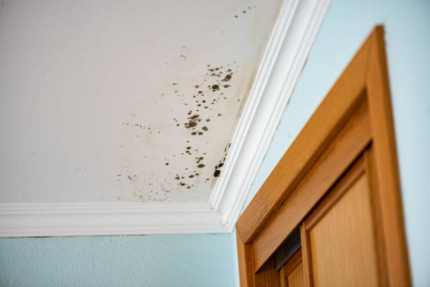 Best Emergency Mold Removal  in The Hills, TX