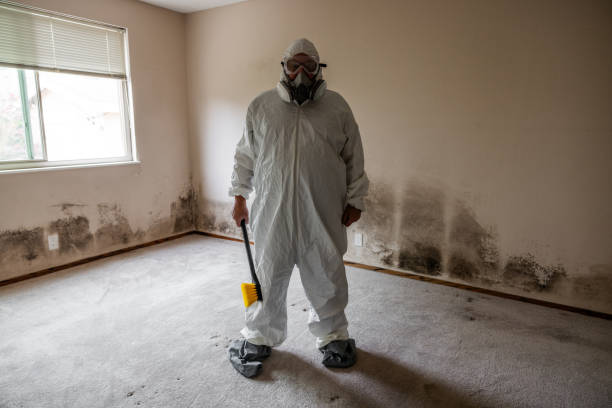 Best Mold Damage Repair  in The Hills, TX