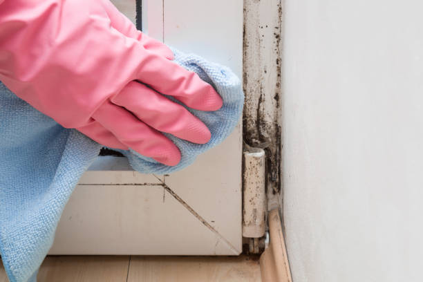 Best Commercial Mold Removal  in The Hills, TX