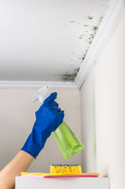 Office Mold Removal Services in The Hills, TX